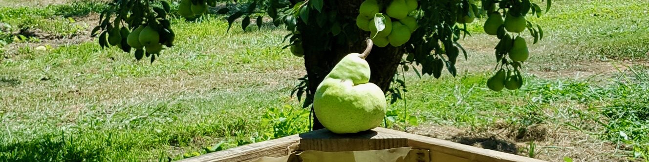Apfel trifft Mango